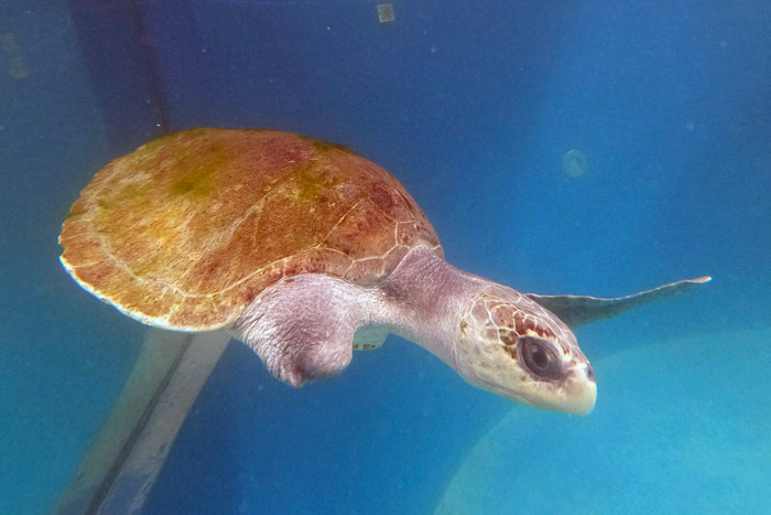 Turtle patient Tibby at the Rehabilitation Centre. Image.