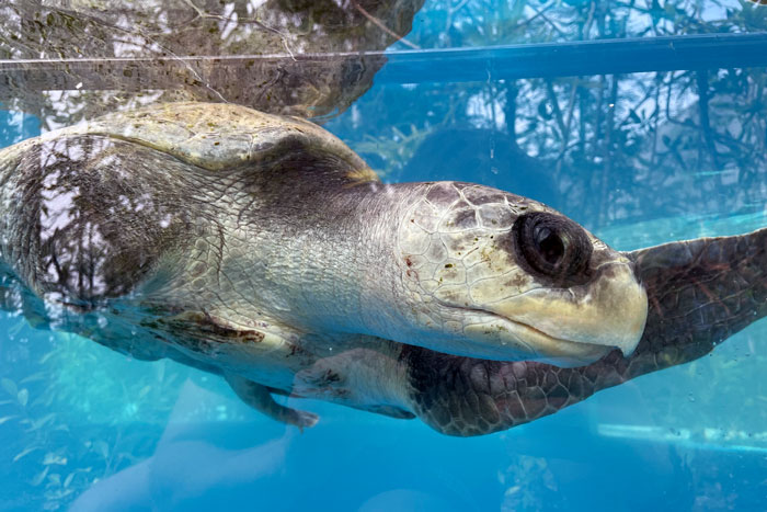 Turtle patient Tibby in profile. Image.