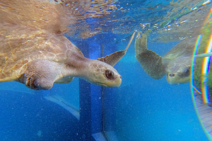 Turtle patient Tibby admiring her own reflection. Image.