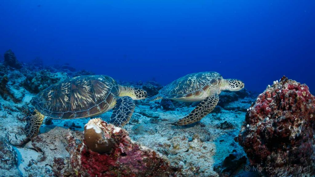 Two green sea turtles on the sea bottom. Image.