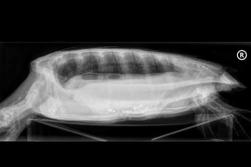 Lateral X-ray of turtle patient Ash. Image.