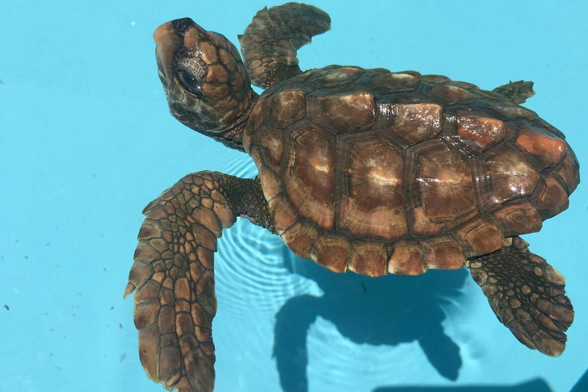 Emme, a juvenile loggerhead, was brought to the Rescue Centre having been kept as a pet since she hatched. We have estimate her to be between 2-4 months old. Image.