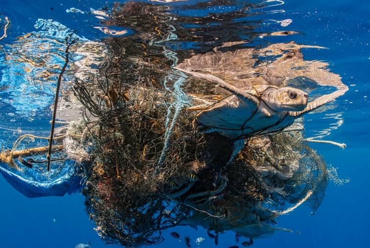 Olive ridley sea turtle entangled in ghost gear. Image.