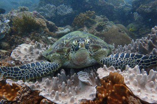 Green turtle on reef, Diani Beach, Kenya. Image.