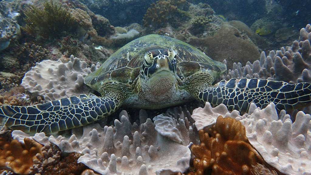 Green turtle on the reef, facing camera, Kenya. Image.