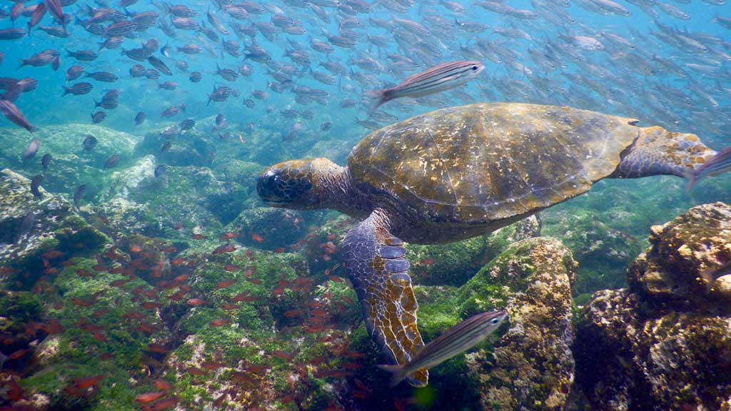 Galapagos green turtle. Image.