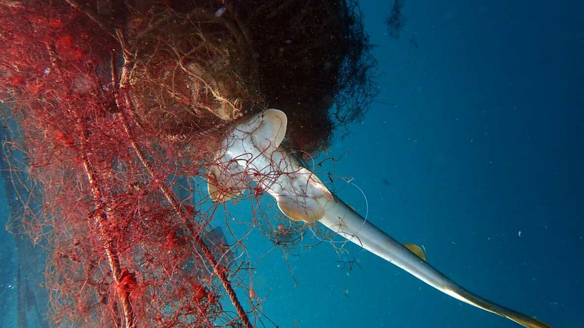 Underwater image of ghost net with a dead shark, Pakistan. Image.