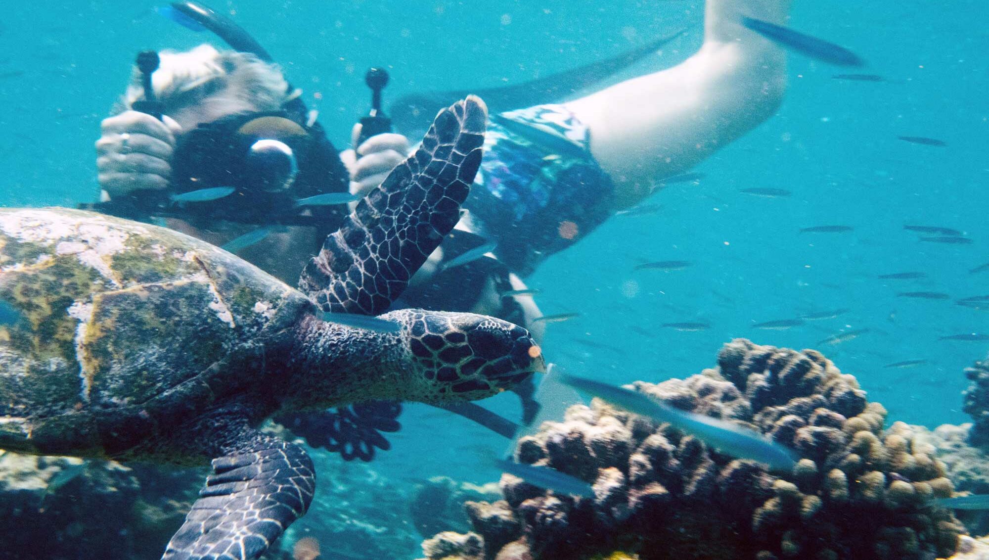 Snorkler taking photo of Hawksbill turtle HK2490 of Turtle ID program