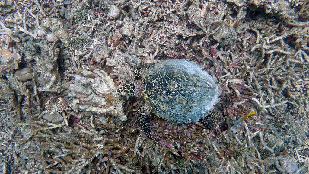 A hawksbill turtle on a bleached reef. Image.