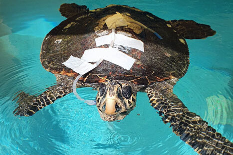 Turtle patient Harry with feeing tube in the tank. Image.