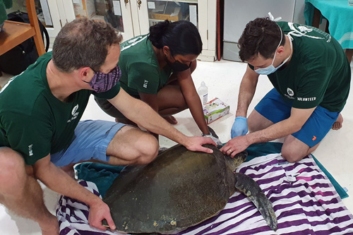 Volunteers and intern at the Rescue Centre with turtle patient Abba. Image.