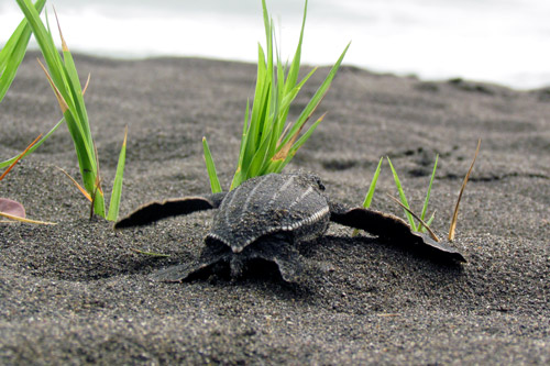 A leatherback hatchling scrambling to the sea. Image.