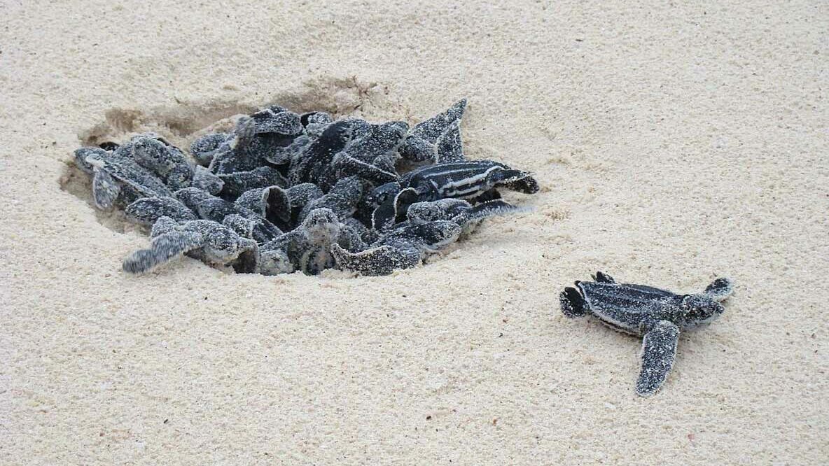 Leatherback turtle hatchlings emerging from nest