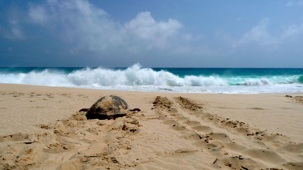 A loggerhead sea turtle returning to sea after nesting in Cape Verde, Atlantic Ocean. Image.