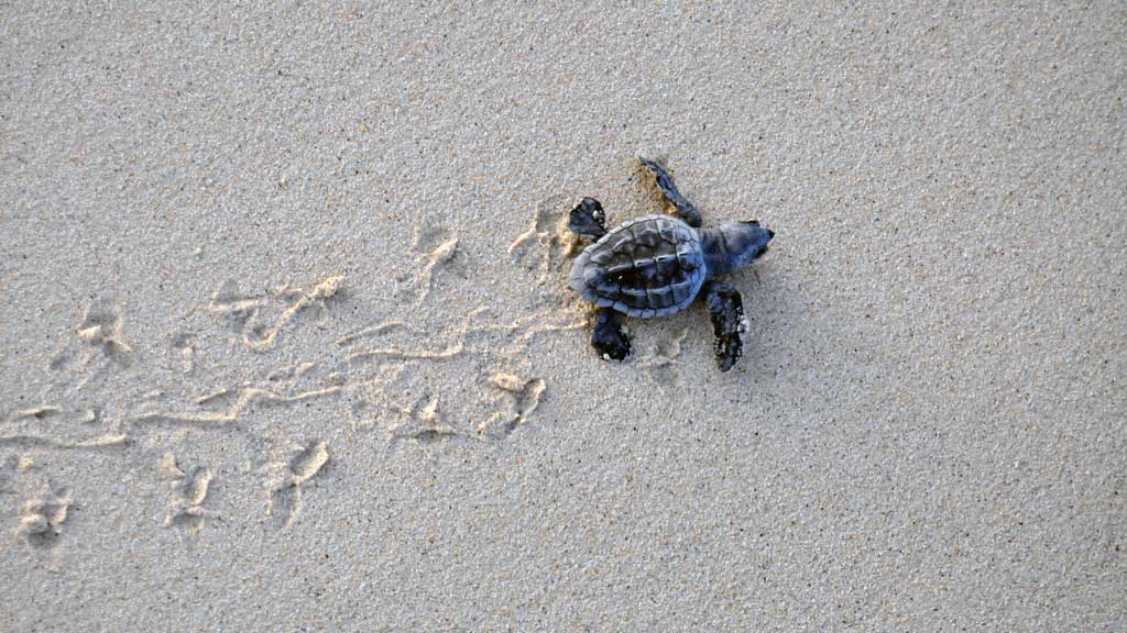 Loggerhead hatchling on the beach. Image.