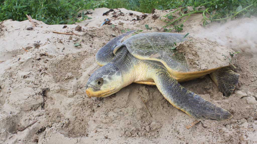 Nesting Kemp's ridley turtle. Image.