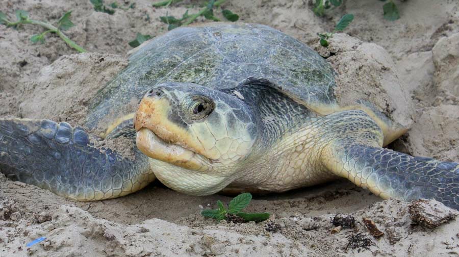 Nesting female Kemp's ridley turtle. Image.