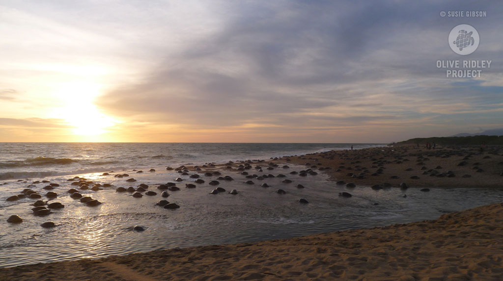 Olive ridley arribada in Mexico, Pacific Ocean. Image.