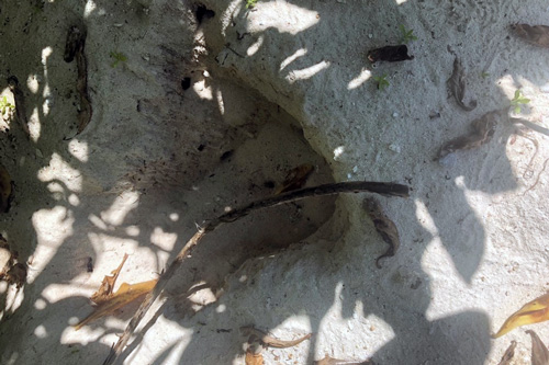 Empty sea turtle nest showing signs of poaching activity. Image.