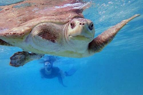 Sea turtle vet Claire swimming with turtle patient Penny in the sea