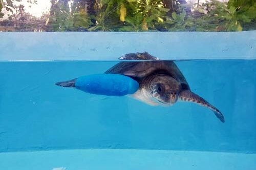 Turtle patient Eve a juvenile olive ridley turtle Maldives