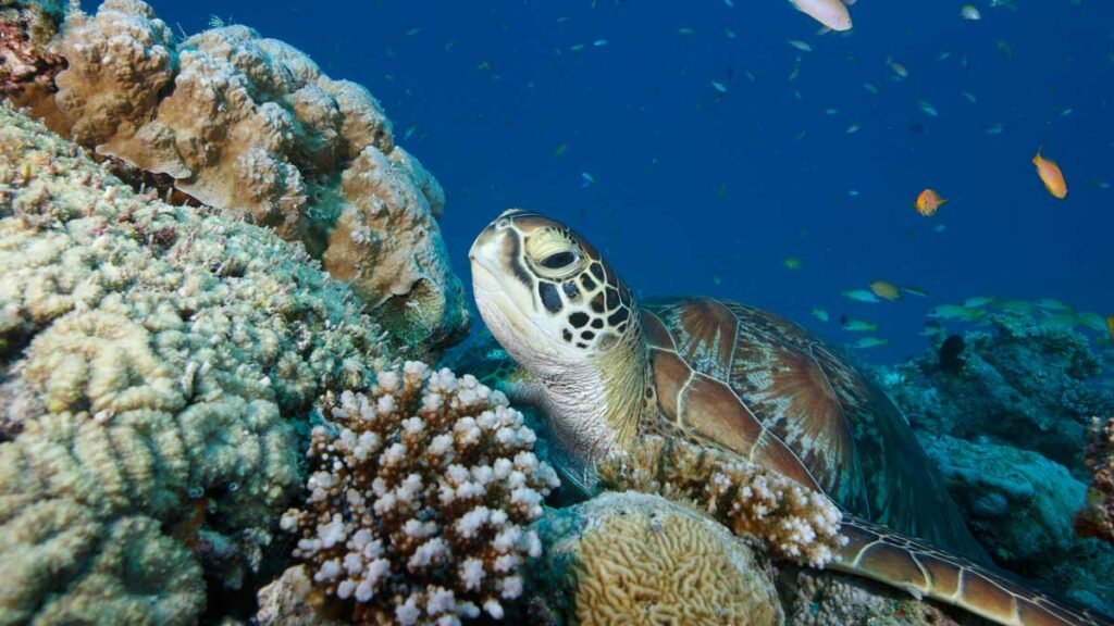 Green sea turtle on coral reef, Laamu Atoll, Maldives. Image.