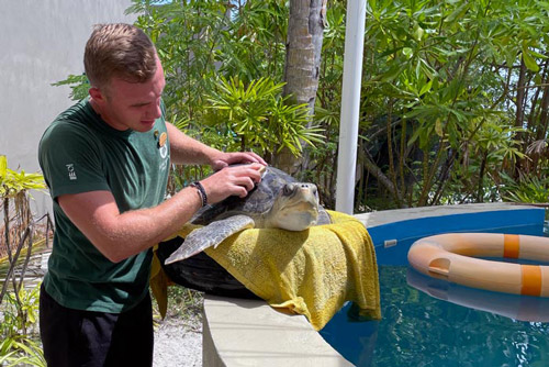 Turtle spa day. Image.