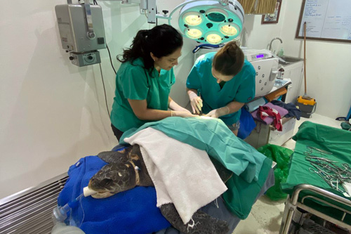 Two vets performing surgery on turtle patient. Image.