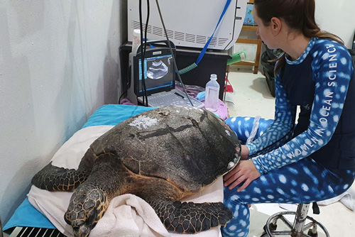 Dr Minnie checking turtle patient Harry with ultrasound. Image.