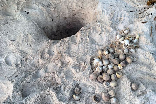 Failed eggs from a turtle nest that was inundated with water. Image.