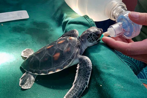 Green turtle hatchling previously kept as pet getting help to breathe. Image.