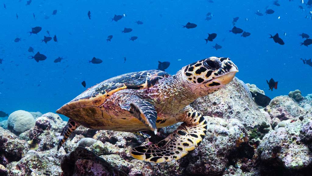 Hawksbill turtle on Maa Giri Reef in Laamu Atoll. Image.