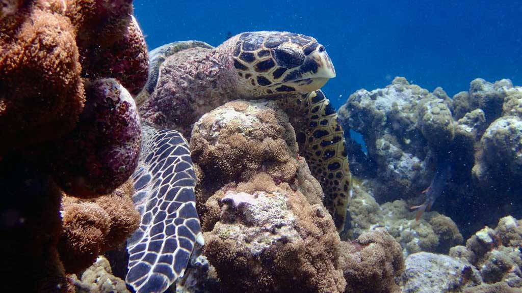 A hawksbill turtle resting on a reef, looking fed up. Image.