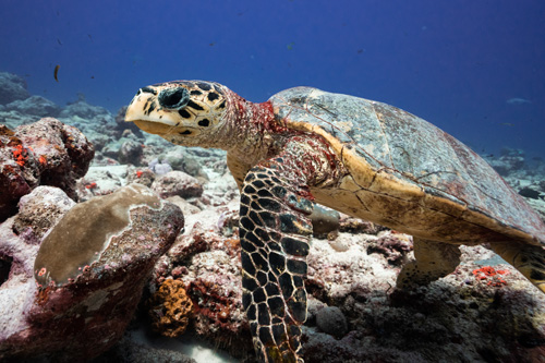 Hawksbill turtle, Laamu Atoll, Maldives. Image.