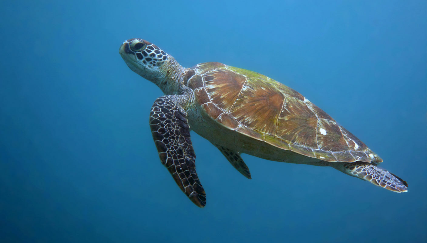 Going Green: How to Improve Your Turtle Photography