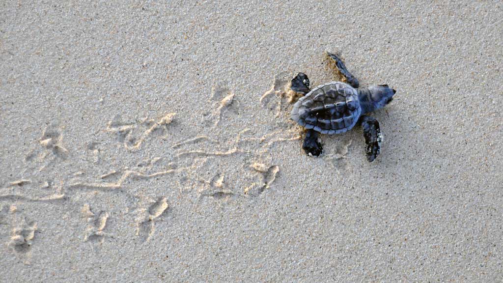 A loggerhead hatchling making its way to the sea. Image.