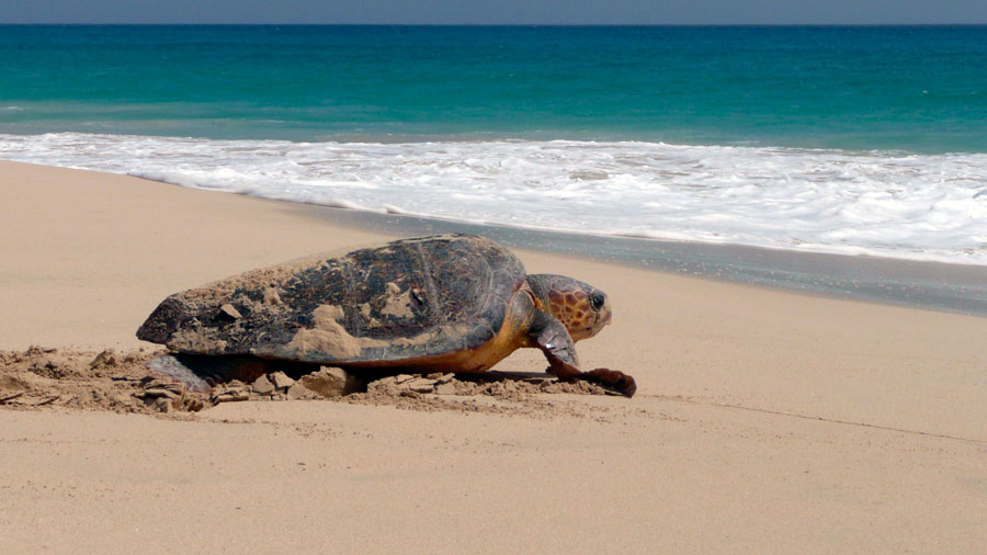 Loggerhead turtle returning to sea after nesting. Image.