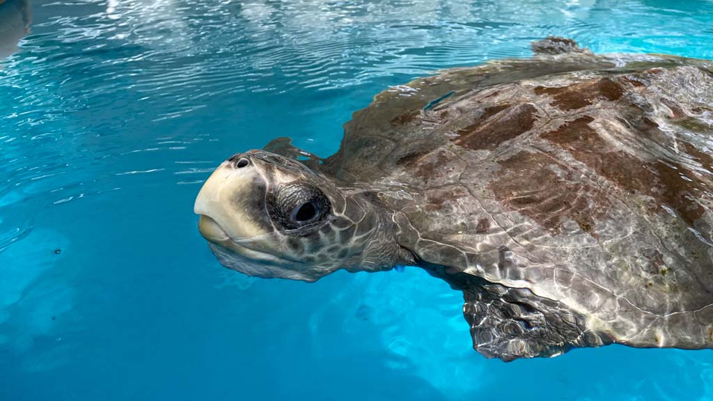 A turtle patient in the tank at the Sea Turtle Rehabilitation Centre, North Malé. Image.