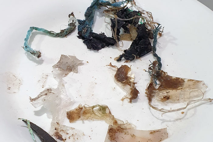 Plastic pieces collected from hawksbill turtle pateint Ash's feces. Image.