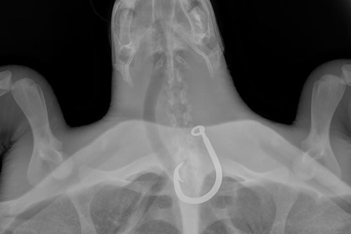 X-ray of turtle, fishing hook lodged in oesophagus. Image.