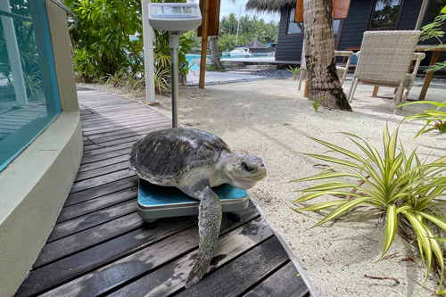 Turtle patient being weighed. Image.