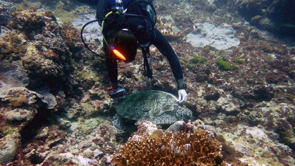 Sea turtle research in Kenya. Image.