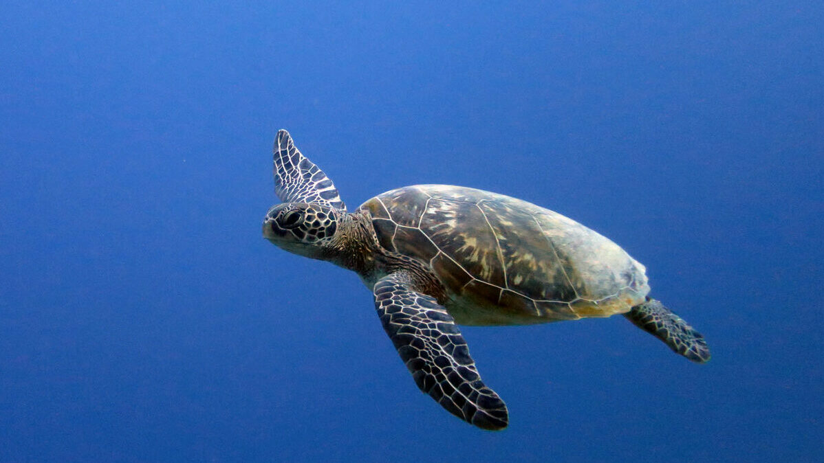 loggerhead sea turtle habitat