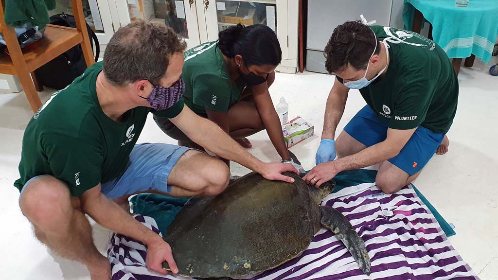 Volunteers and intern with turtle patient. Image.