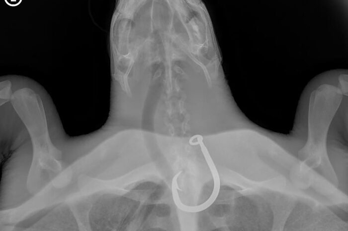 X-ray showing fish hook lodged in turtle patient Blanc's oesophagus. Image.