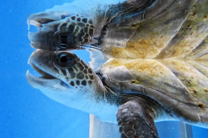 Turtle patient Biscuit in the rescue centre tank. Image.