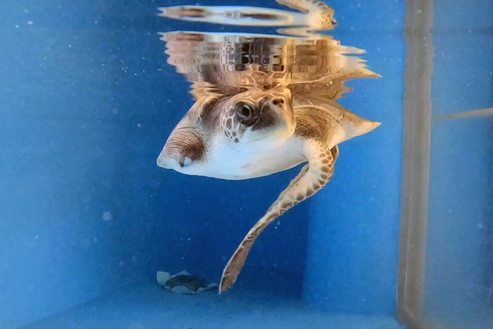 Turitel patient Biscuit recovering in the tank at the Turtle Rescue Centre. Image.