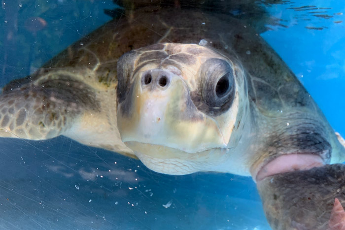 Close-up of turtle patient Pickle. Image.