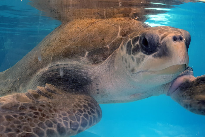 Turtle patient Pickle in her tank. Image.