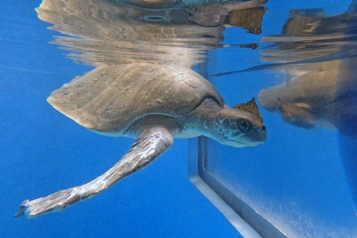 Turtle patient Pickle admiring her reflection. Image.